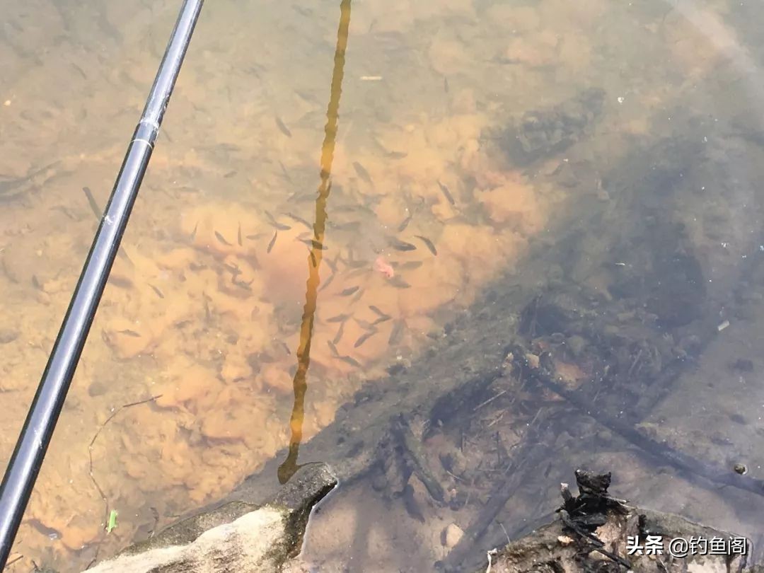 钓鱼颗粒饵料一般钓什么鱼,钓鱼颗粒料有几种