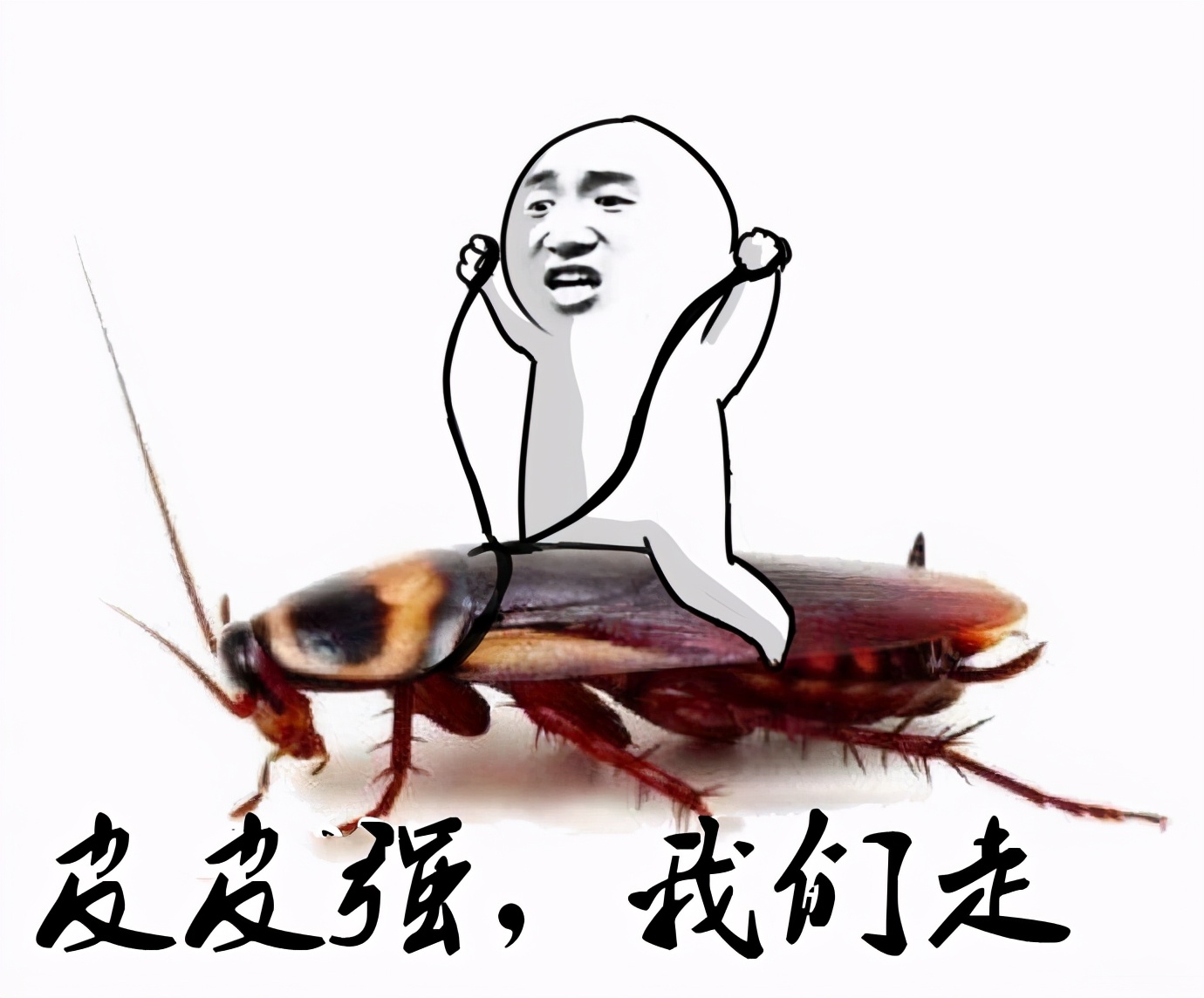 灭蟑螂最靠谱的2招教你消灭它,灭蟑螂怎么正确消灭最彻底