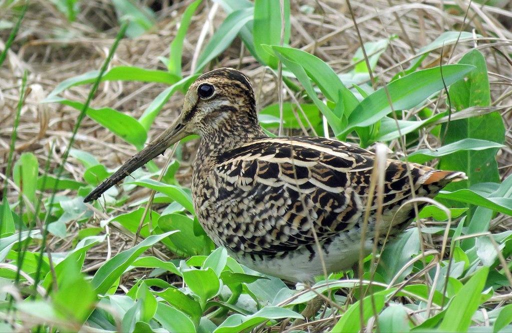 东江揽胜,惠州淡水常见鸟类图谱