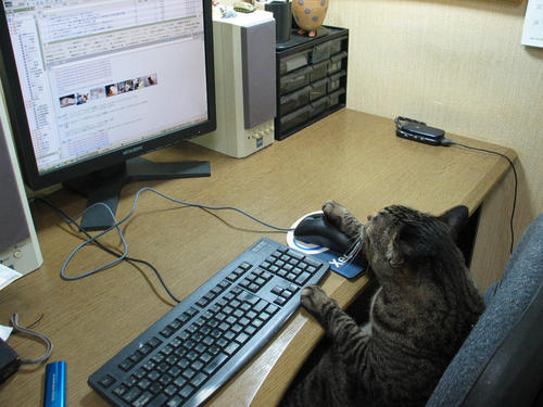 跟人类生活久了的猫,有些猫就真的不把自己当回事