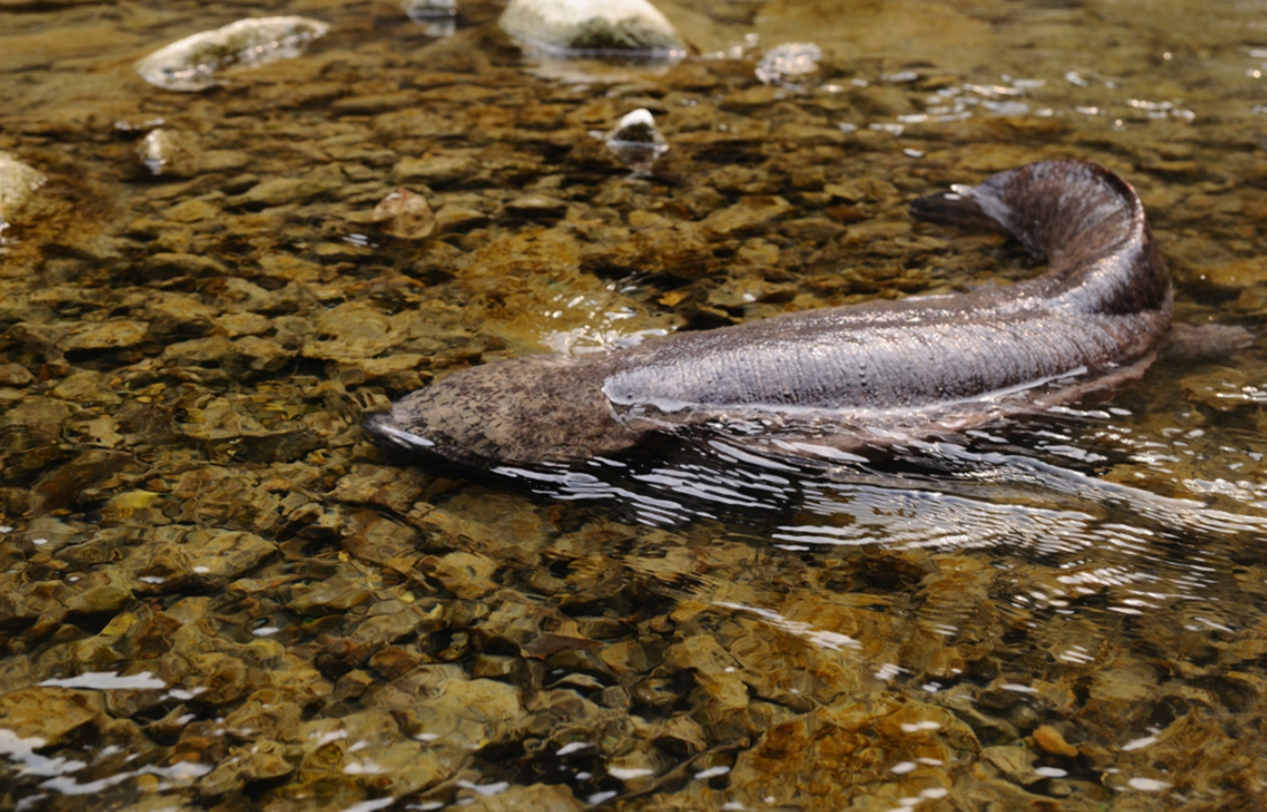 ​又是一条“致负经”，农村大叔被忽悠养娃娃鱼，一夜赔光血汗钱