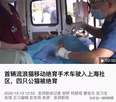 绝育猫的蛋蛋怎么处理,绝育后的猫蛋蛋怎么处理