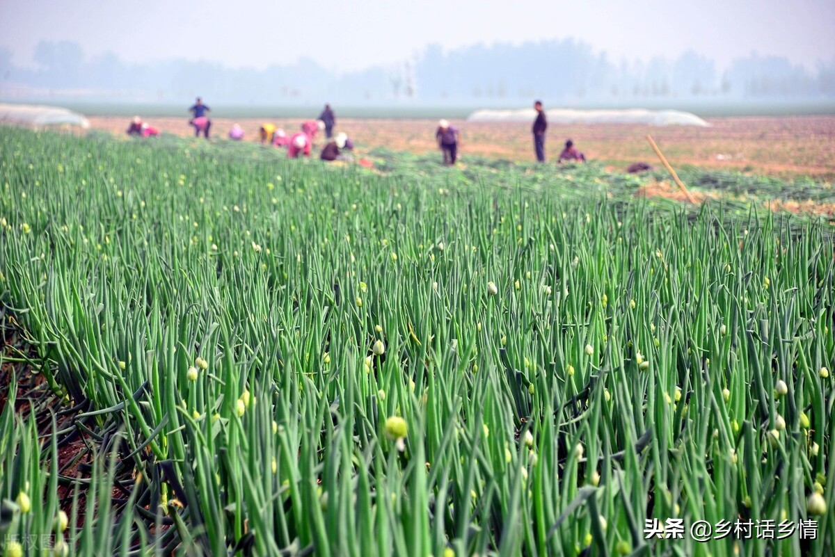 大葱和韭菜发黄怎么治,韭菜大葱干叶病的防治土方法