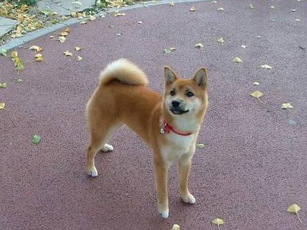 柴犬缺钙会有哪些症状,柴犬缺钙吃什么钙片