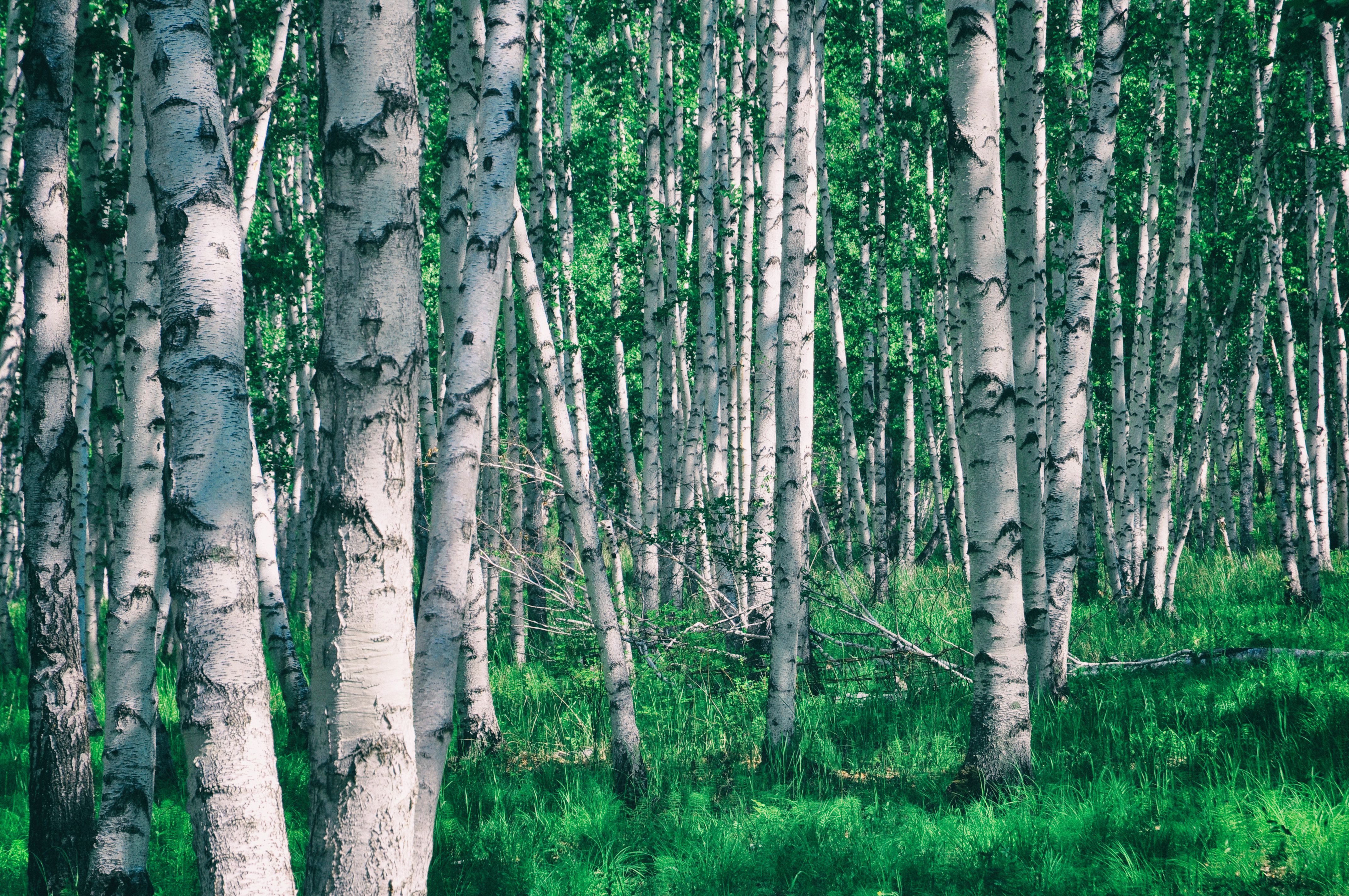 东北边疆,东北行游记2019