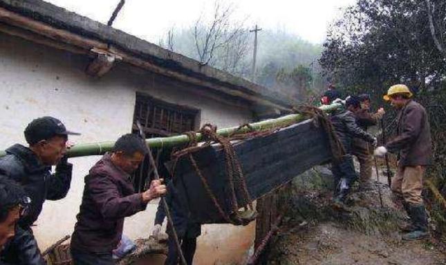 四川双流县棺材长灵芝,发现珍贵的野生灵芝