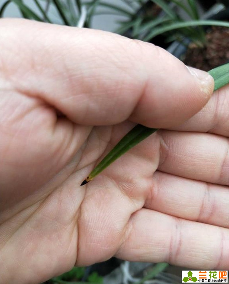 兰花黑尖和焦尖有什么区别,刚种植的兰花为什么会焦尖