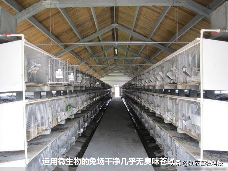 兔臭味怎么去除,兔臭怎么办