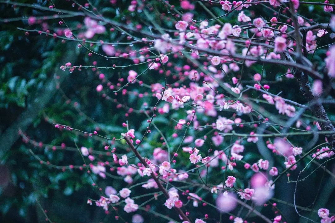 杭州孤山梅园图片,杭州赏梅园