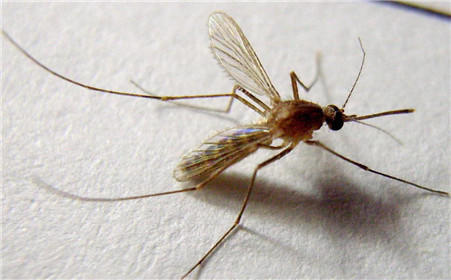 夏天怎么防蚊虫最有效,夏天怎样防蚊虫小妙招