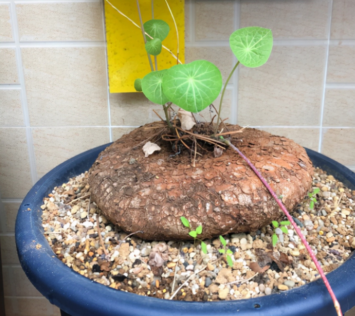 养花的正确方式我们怎么养,养花不必买肥料记住这4个方法