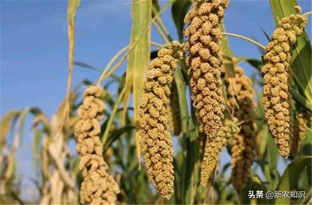 谷子种植技术要点，种植高手告诉你诀窍！建议收藏！