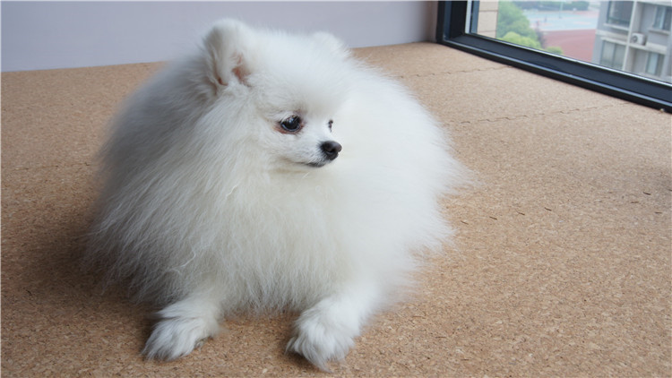 博美犬呕吐透明带白色泡沫,博美犬呕吐没精神吃什么药