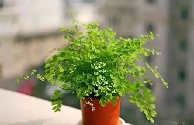 适合放卧室的高大植物,放在卧室的植物养眼