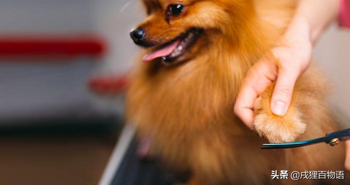 震惊狗狗的行为,震惊狗狗吃饭视频