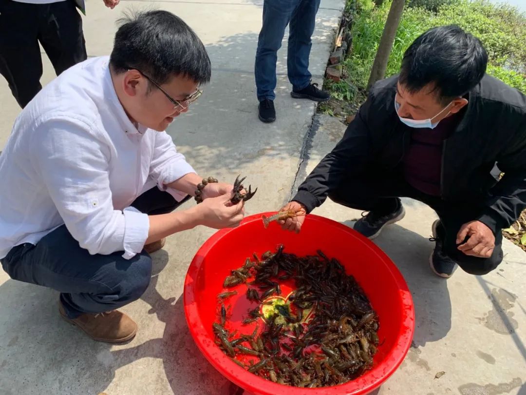 醉倒在“大虾之城”