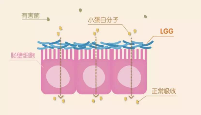 宝宝不好好喝奶粉是奶粉的原因吗,宝宝吸收不好喝什么牛奶