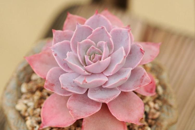 多肉白美人怎么养胖,如何才能把多肉养胖