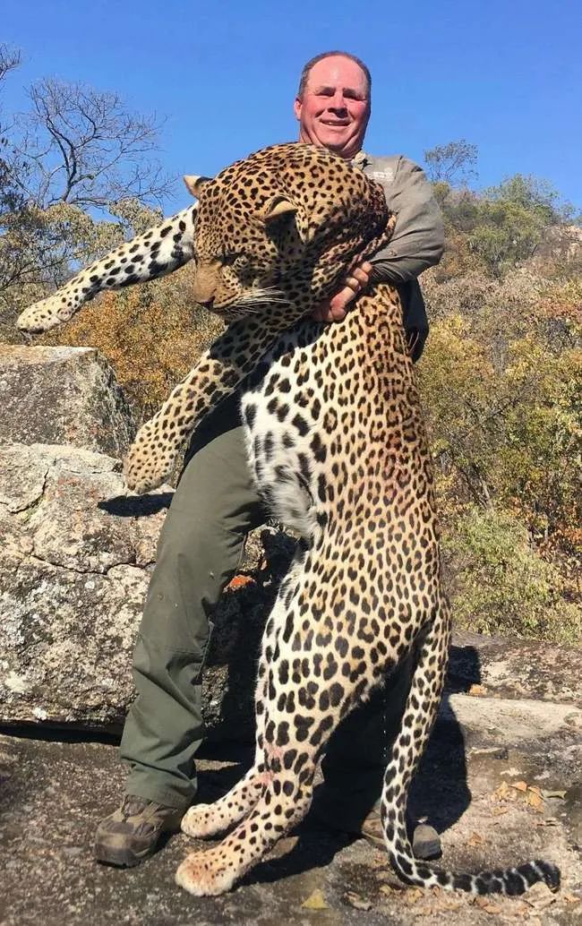 金钱豹被犬咬死,第二条金钱豹被狗咬死