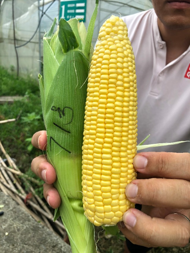 水果玉米是非转基因食品吗,糯玉米和甜玉米是转基因的吗