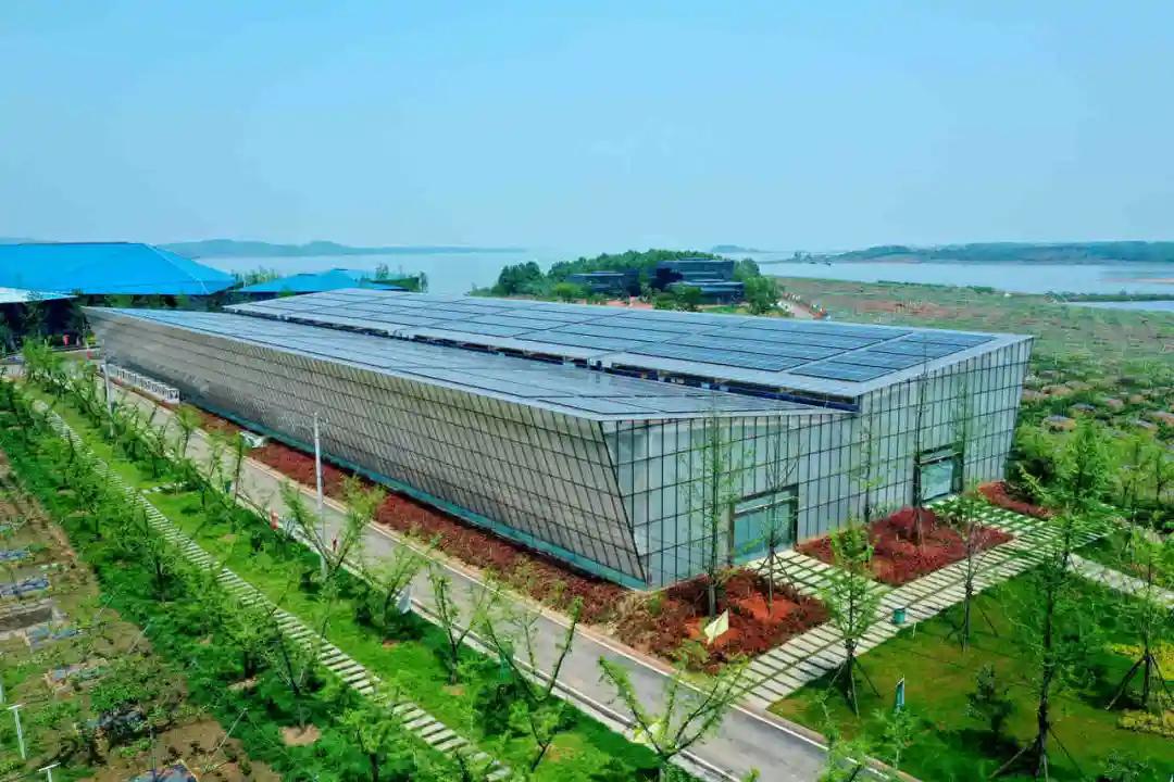 贵州虫草真虫草和伪虫草区别,西藏虫草跟青海虫草四川虫草辨别