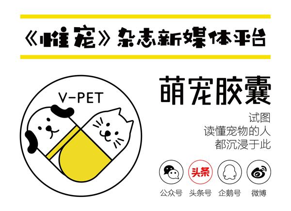 当心宠物传播疾病的风险你了解吗,怎么防止人犬共患病