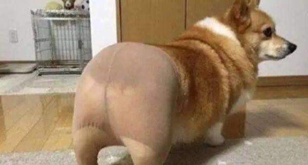 养柯基犬需要注意哪些事项,饲养柯基犬的正确方法你知道吗