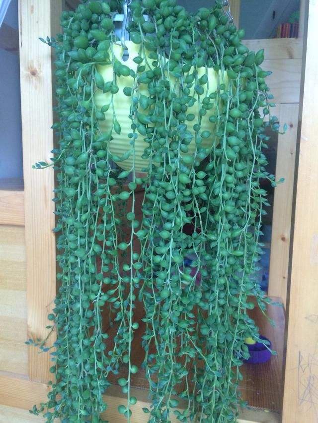 一株珍珠吊兰怎么养爆盆,一串珍珠吊兰怎么爆盆