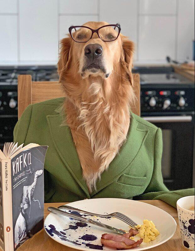 金毛的六大缺点你能接受几条,金毛常见知识大全