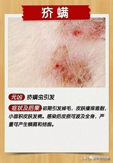 皮肤病狗狗的症状,皮肤病治疗狗狗