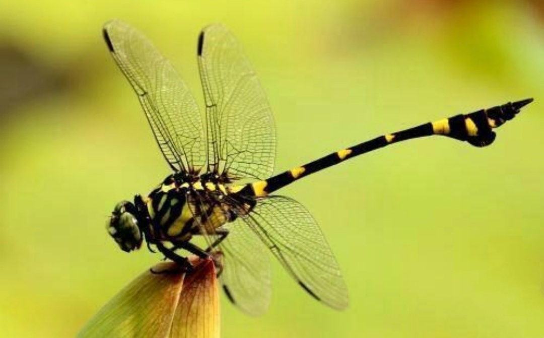 童年记忆里的小虫子,儿时的记忆夏天的风