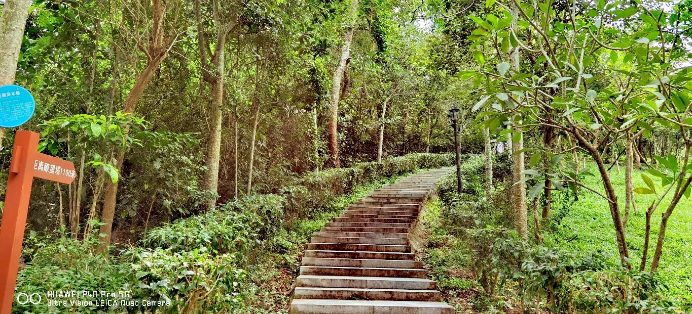 三亚地标性建筑美丽之冠大松树,三亚美丽之冠