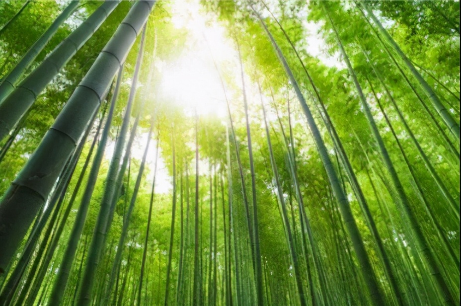 利用竹炭做成的板材，外表虽“其貌不扬”但功效“小清新”