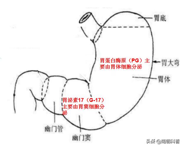 胃胀持续多久怀疑胃癌,怀疑自己得胃癌怎么办