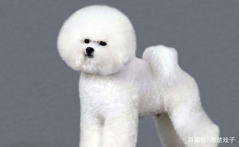 泰迪可以修成比熊造型吗,泰迪能剪比熊造型吗