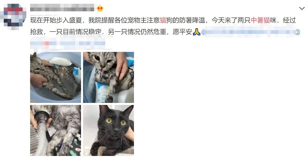 夏天猫咪中暑视频,炎炎夏日猫咪应该怎么安全度过