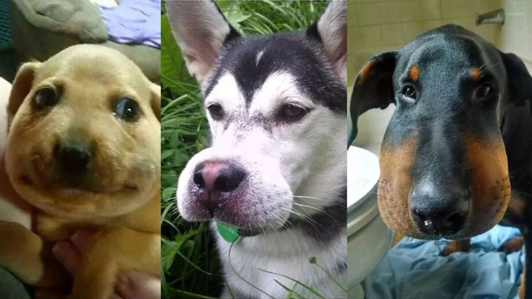 许多家猫家狗的冷知识,狗出没冷知识