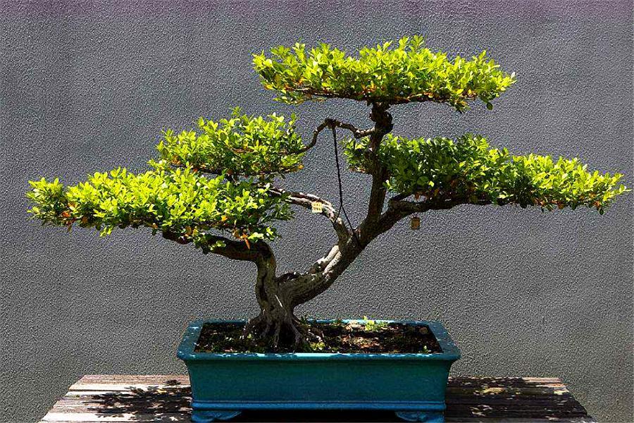 黄杨盆景怎么养长得好,黄杨盆景怎么养能活