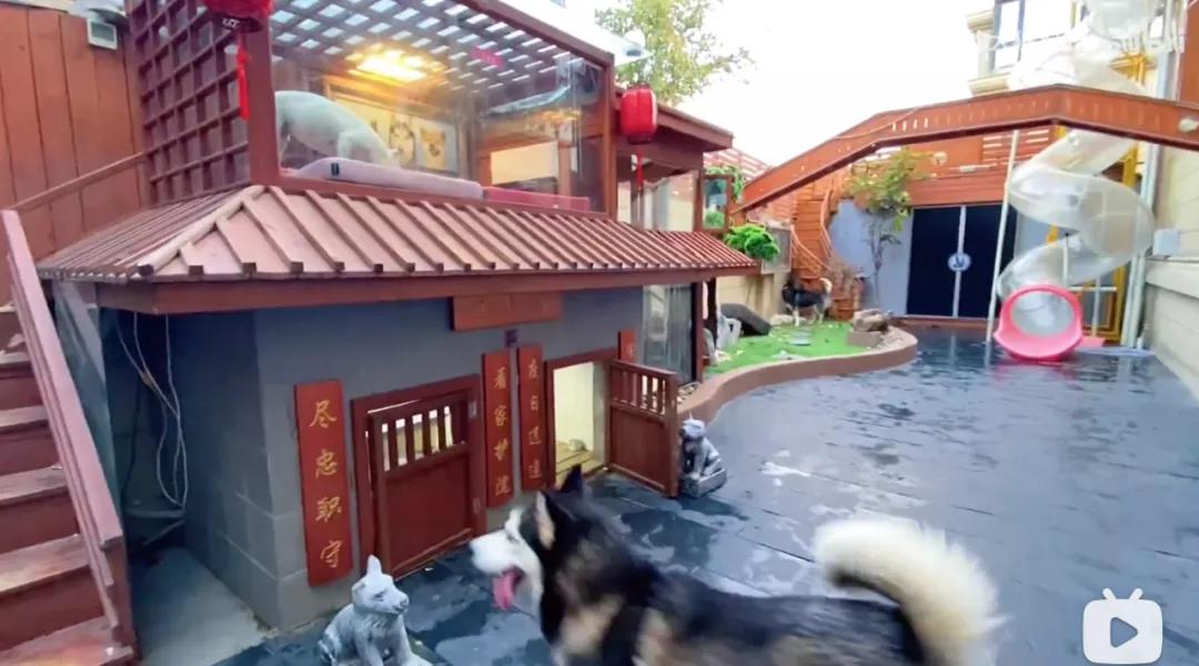 花三年建宠物乐园,花20万给狗打造乐园