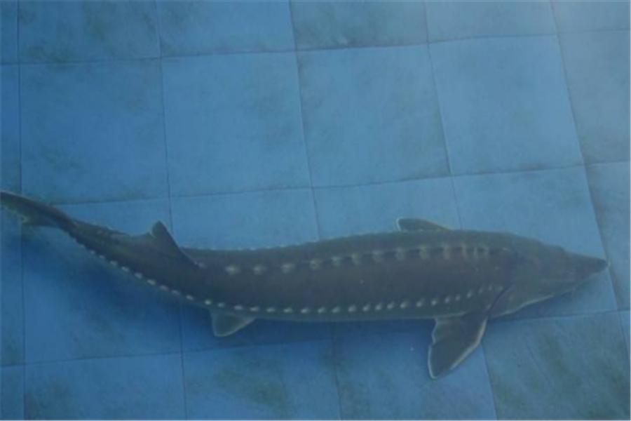 中华鲟养殖条件,中华鲟的养殖条件