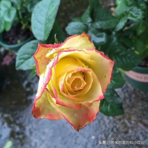 苦尽甘来栀子花,苦尽甘来推荐