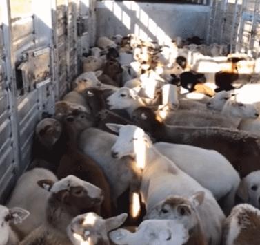 素材大佬常用的素材在哪里找,大神们都在用什么软件找素材