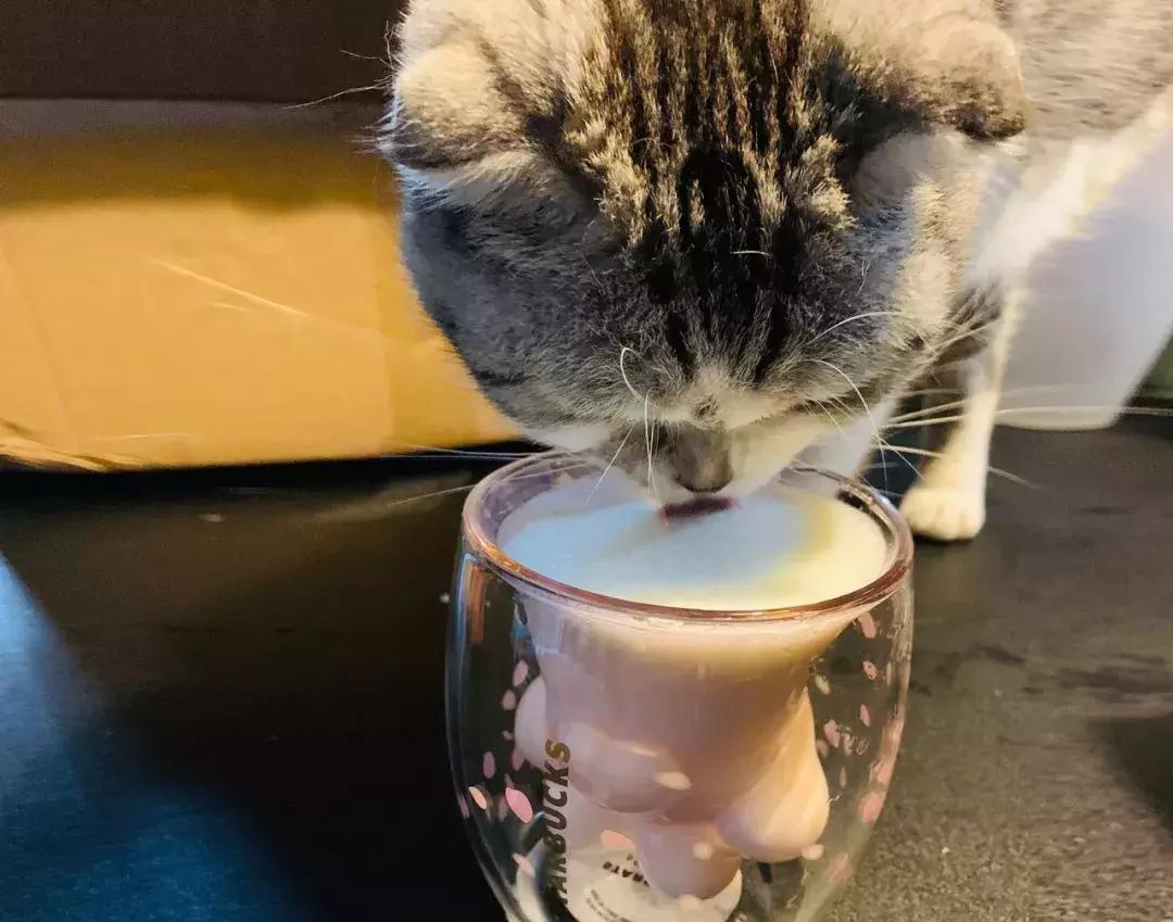 一只猫爪杯,让平静的江湖又掀起了一阵腥风血雨