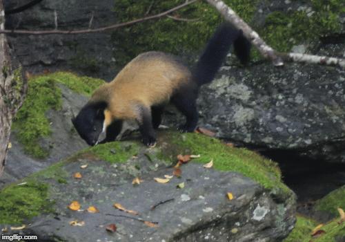东北的貂有多好看,东北人眼里的貂