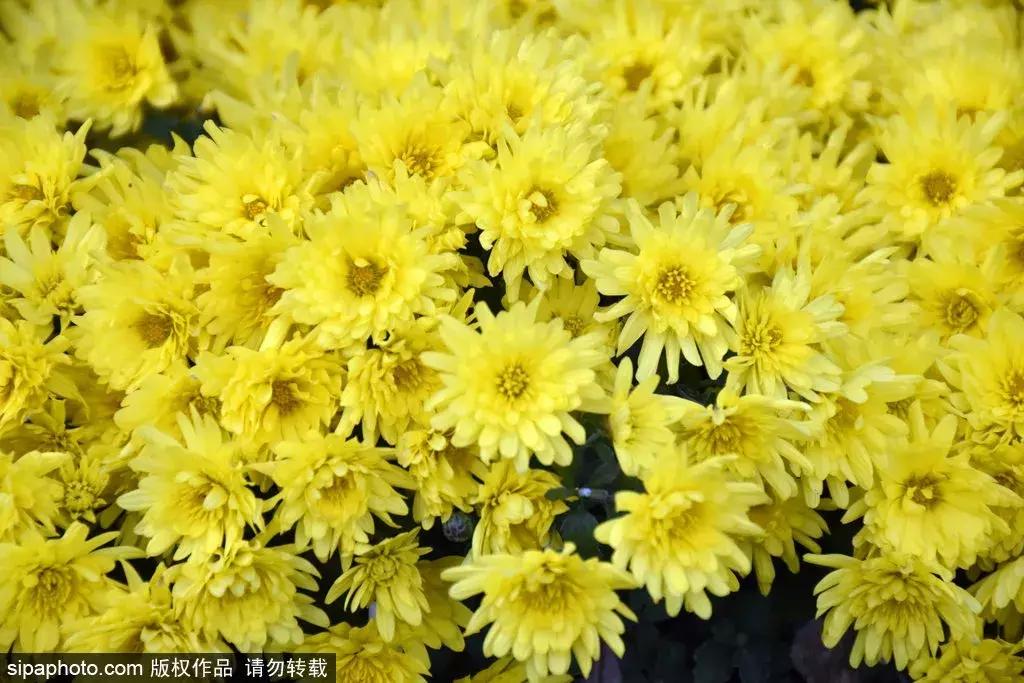 最美的菊花品种大全及价格,世界上最美的八十种菊花大全