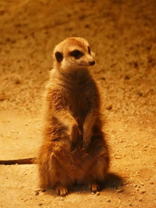 白鹿原白鹿仓景区冰雕,白鹿仓冰雕