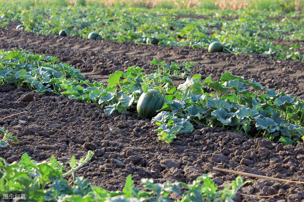 瓜类病毒病用什么药防治,瓜类作物病毒病的发生与防治