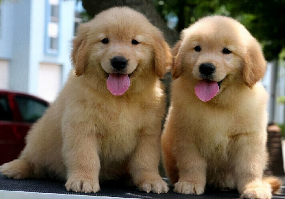 幼犬狗狗怎么喂养最好,幼犬狗狗应该怎么喂养