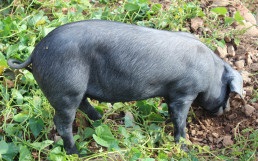 来自农村的我，现在连“土”产品都快吃不起了，5555