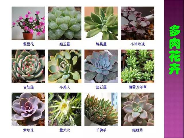 花卉大全500种观叶植物名称,1332种常见花卉植物图谱